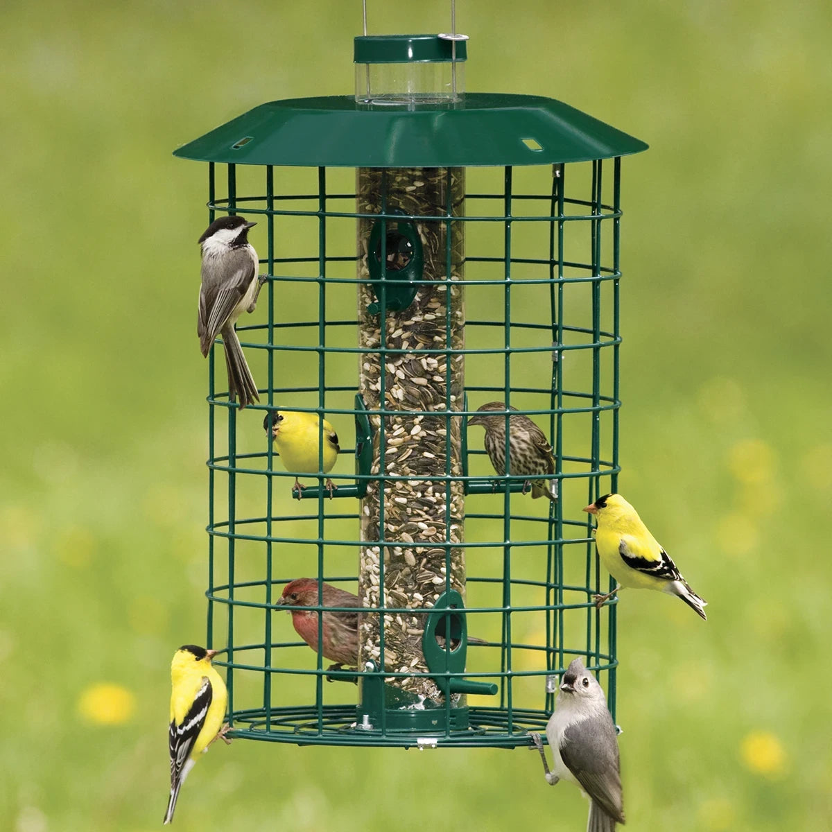 Squirrel proof bird feeder discount