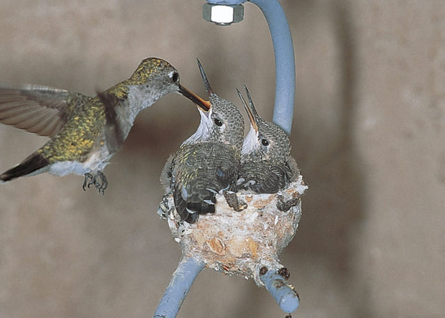 Hummingbird House, Set of 2, featuring forked branches and a leaf umbrella, shown with hummingbirds feeding and nesting. Includes mounting hardware and starter nesting material.