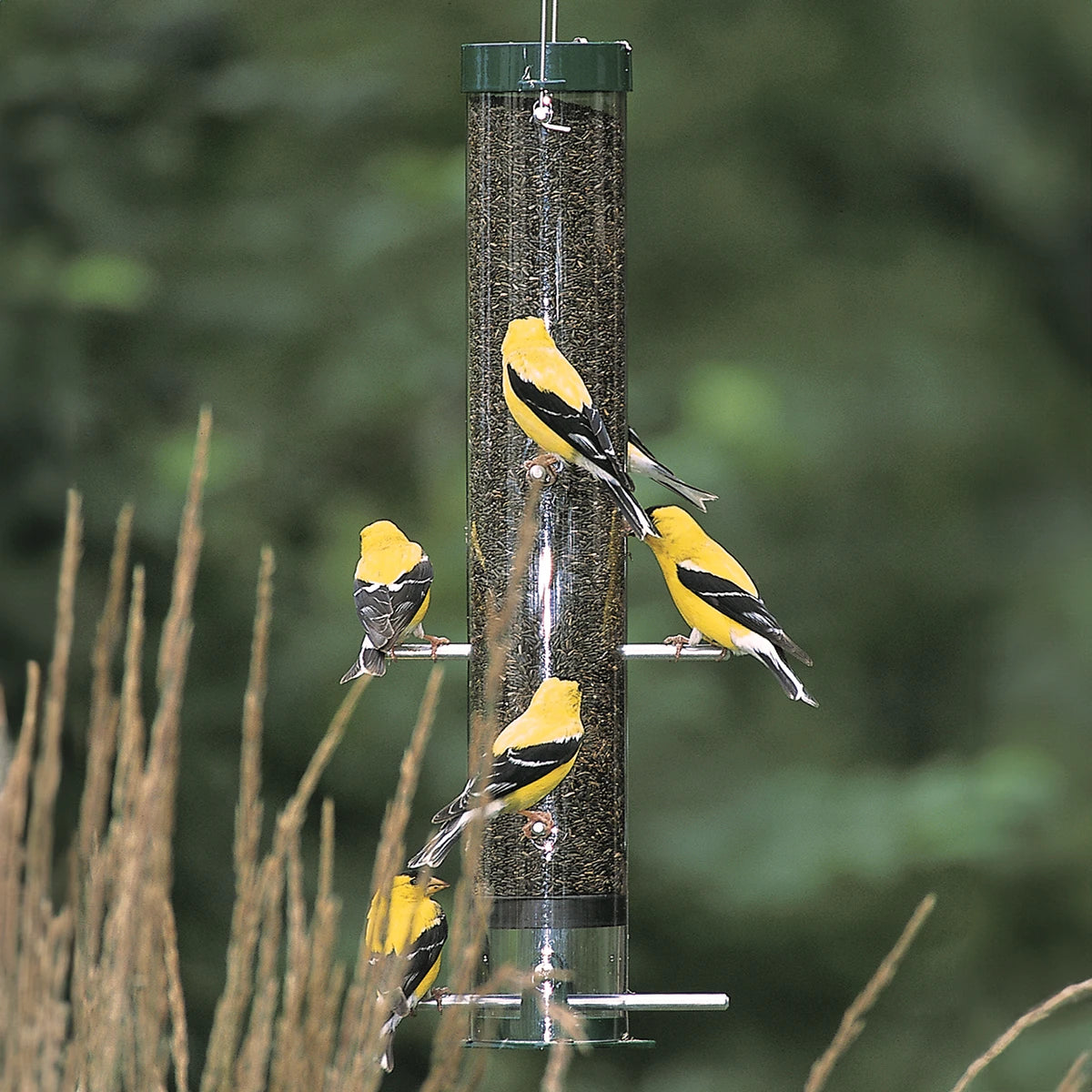 Duncraft Classic Nyjer® Tube bird feeder with multiple goldfinches perched, featuring eight feeding ports and designed to attract small songbirds.