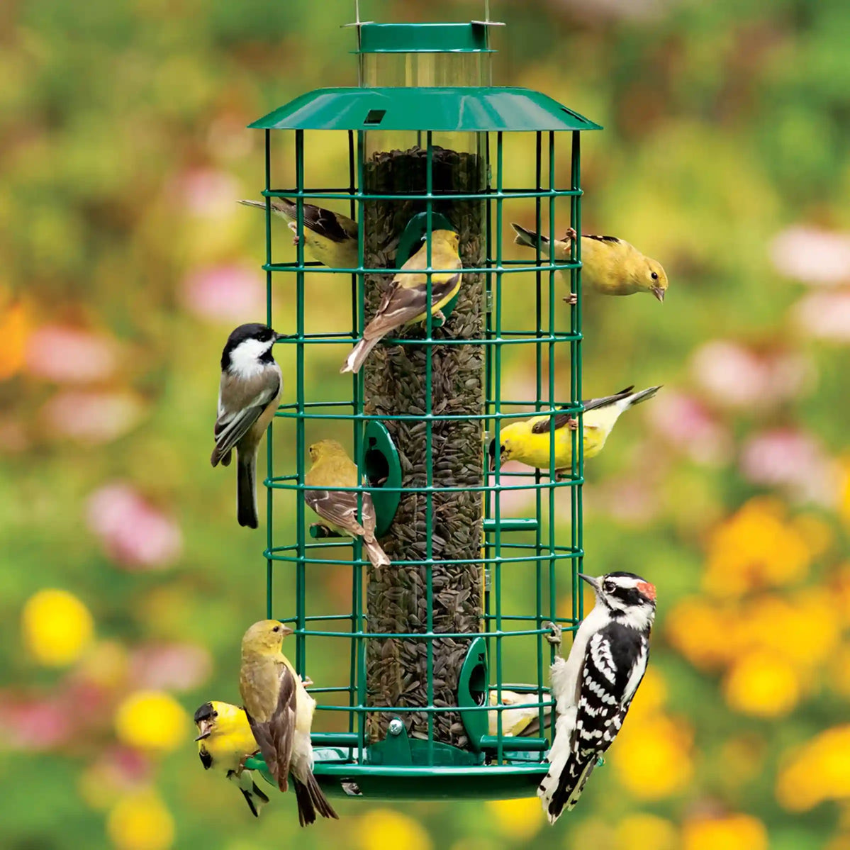 Bird Feeders