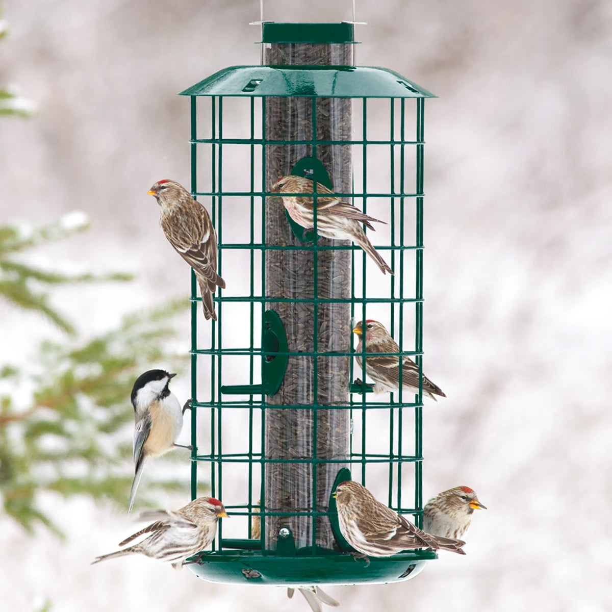 Duncraft Metal Haven Feeder showing small songbirds feeding peacefully from six feeding ports, with an all-metal outer caging and a wire hanging loop.