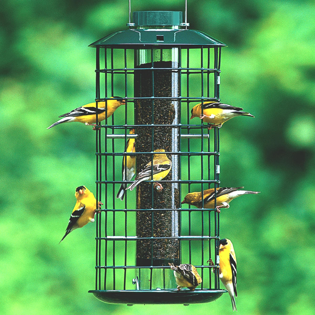 Duncraft Metal Nyjer® Feeder with multiple finches perched on wire caging, designed to prevent larger birds from accessing seed and includes a spill-proof tray.