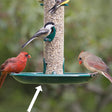 Duncraft Super Seed Tray on a bird feeder with multiple birds feeding, designed to increase feeding space and prevent seed spillage.