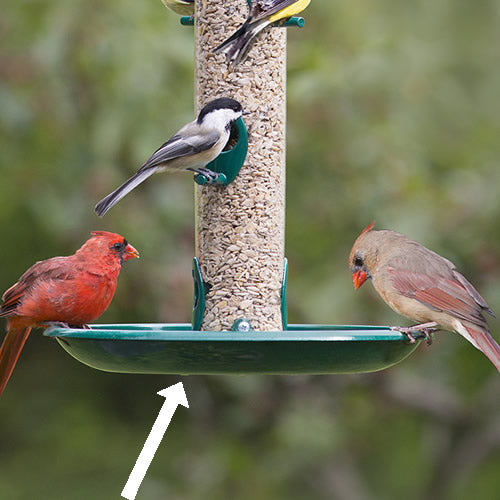 Duncraft Super Seed Tray on a bird feeder with multiple birds feeding, designed to increase feeding space and prevent seed spillage.