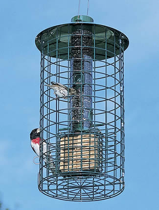 Duncraft Squirrel Proof Station bird feeder with a bird perched inside. Features metal cap, Squirrel Lock, wire bottom, and holds seed and suet.