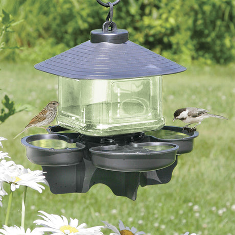 Bird Water Cooler with a clear container, black roof, and four water cups, mounted on a post with a sparrow perched on it.