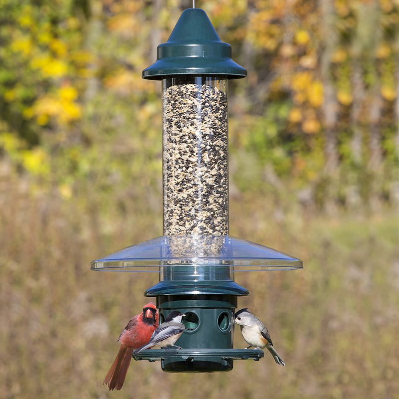 Brome Squirrel Buster Plus & Weather Guard bird feeder with a bird perched on it, featuring adjustable perches and a weather guard for protection.