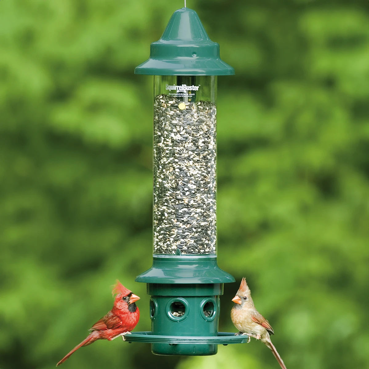 Two birds perched on the Brome Squirrel Buster Plus bird feeder, showcasing its clear tube filled with seeds and adjustable ports.