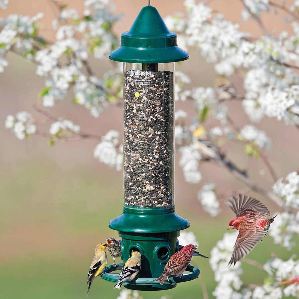 Brome Squirrel Buster Plus bird feeder with birds perched on its clear seed-filled tube, designed to deter squirrels and larger birds.