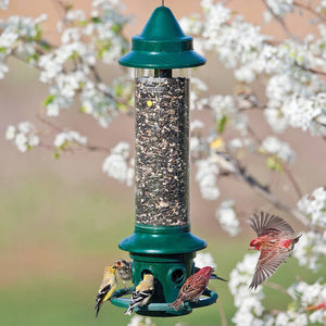 Brome Squirrel Buster Plus bird feeder with birds perched on its clear seed-filled tube, designed to deter squirrels and larger birds.