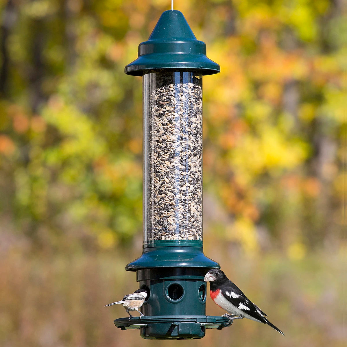 Brome Squirrel Buster Plus bird feeder showing a small bird perched on it with visible seed ports and a clear plastic tube.