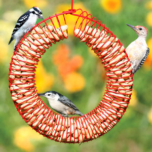 Red Whole Peanut Wreath with birds feeding, featuring a red metal spring-form design that holds whole peanuts, attracting various nut-loving birds like Blue Jays and chickadees.