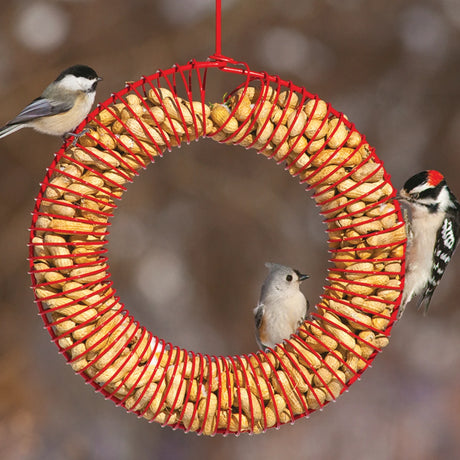 Red Whole Peanut Wreath with birds feeding on whole peanuts, displaying the spring-form shape that allows easy feeding and attracts various nut-loving birds.