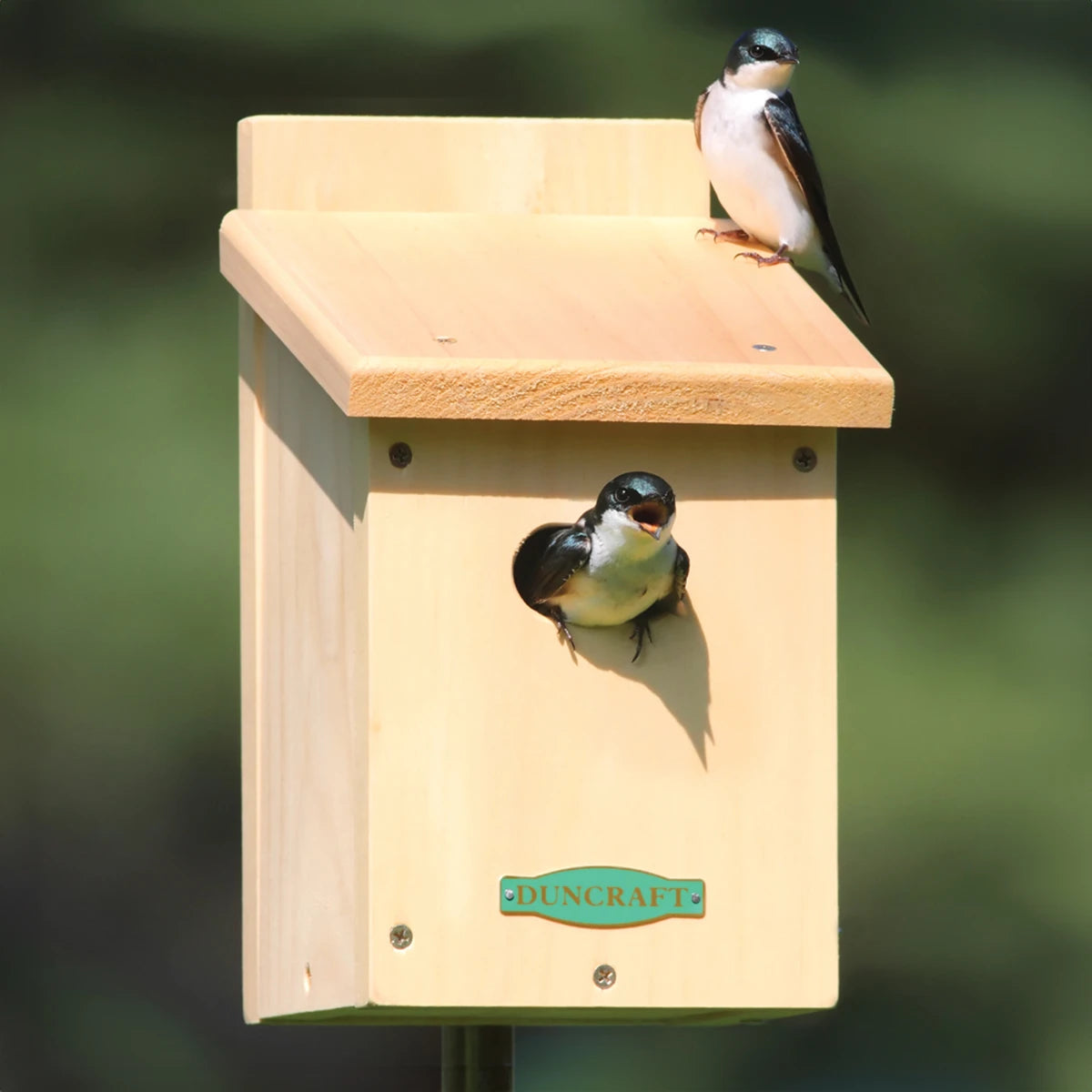 Duncraft Swallow Bird House with two birds perched on it, featuring an oval entrance and Eastern white pine construction for insulation.