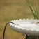 Heated Rock Bird Bath De-icer in white scalloped birdbath with water, decorative pebbles, and a small fountain pump. Tall ornamental grass in background.