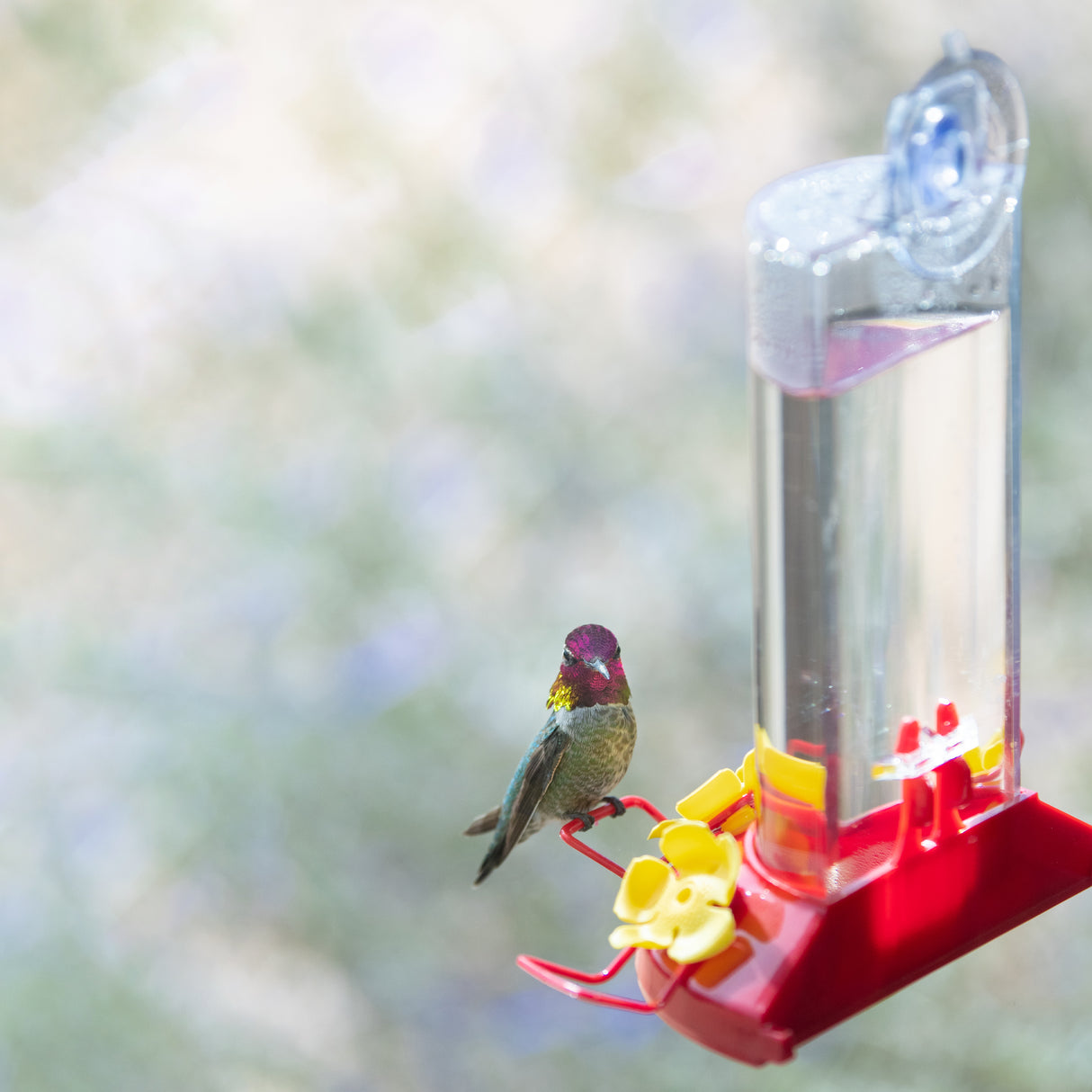 Window Mount Feeder with suction cup, clear plastic reservoir, and red base, featuring two feeding stations for hummingbirds.