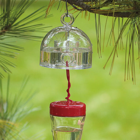 Detour Ant Moat hanging from a tree branch, featuring a clear dome-shaped design with built-in hanging loops and an S-hook above a hummingbird feeder.