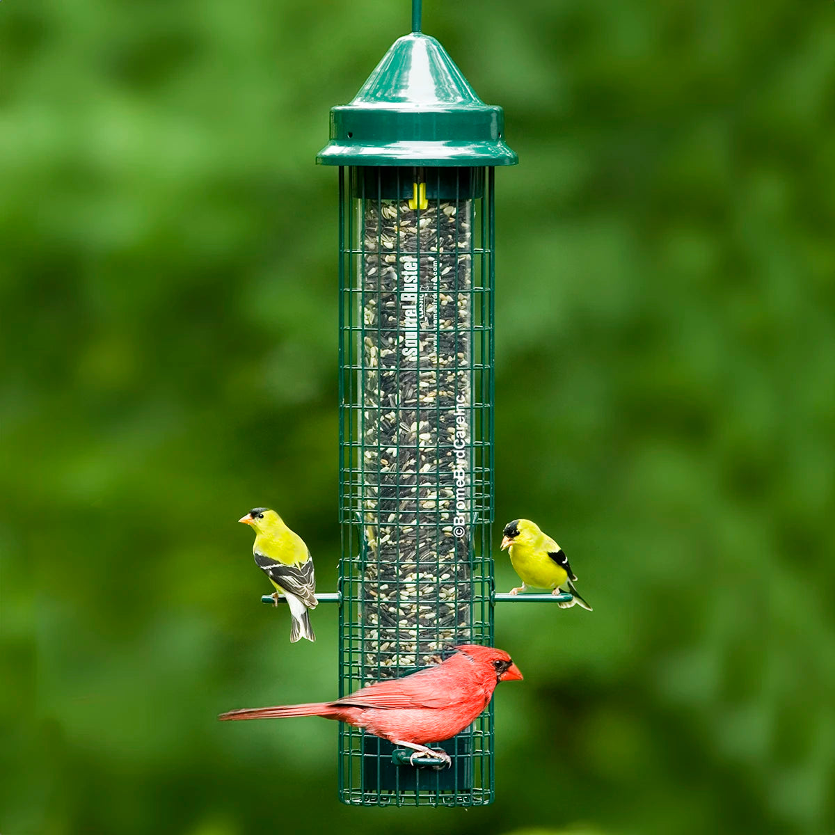 Brome Squirrel Buster Classic bird feeder with birds perched on it, featuring multiple feeding ports and a weight-activated mechanism to deter squirrels.