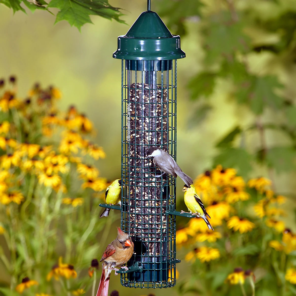 Brome Squirrel Buster Classic bird feeder with birds perched, showcasing green metal mesh and weight-activated feeding ports to prevent squirrels.