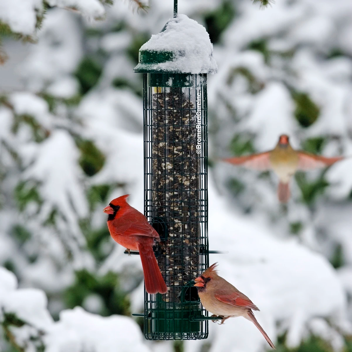 Brome Squirrel Buster Classic bird feeder with birds perched, featuring weight-activated ports to deter squirrels. Holds 1.75 lbs of seed, has four feeding ports.