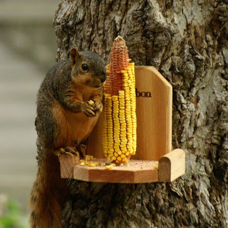 Squirrel Platform Feeder with a squirrel eating corn from a mounted cedar platform, designed to hold one ear of corn and keep squirrels away from bird feeders.