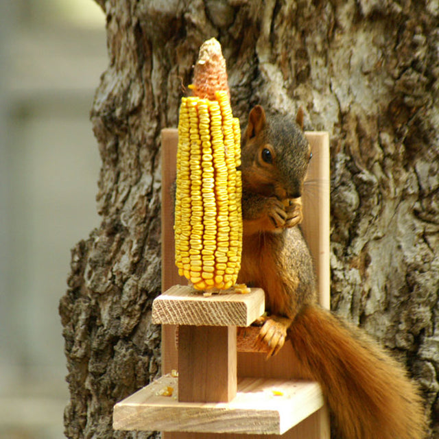 Squirrel Chair Feeder: A squirrel eats corn on a corn-cob skewer mounted to a rustic cedar table, designed for easy mounting and interactive feeding.