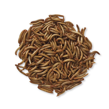 Live Mealworms, 10,000; a pile of wriggling worms on white background. High-protein bird treat, attracts various birds, requires refrigeration.