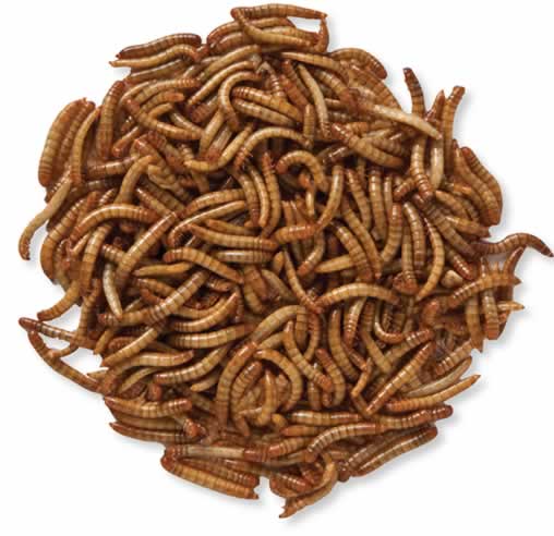 Live Mealworms, 2000 wriggling mealworms on a white background, ideal high-protein bird treat, containing 50% protein and 27% fat, requires refrigeration.