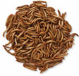 Live Mealworms, 5000, shown as a pile of wriggling worms, known for attracting various bird species with their high-protein and essential nutrient content.