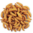 WaxSnax Roasted Waxworms, 2.8 oz., shown as a pile of roasted insects, a high-protein bird treat essential for energy.