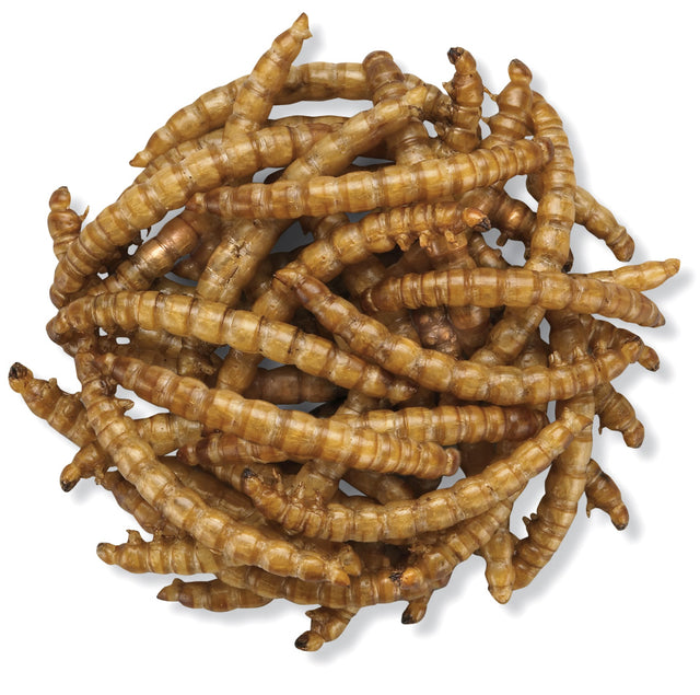 Duncraft Roasted Mealworms, 2800; a close-up view of a pile of dried mealworms, ideal for attracting various bird species with high-protein benefits.