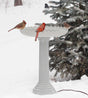 All Seasons Scalloped Bath: Birds on a heated, stone-like birdbath in winter snow. Rugged, lightweight design with scalloped edges and fluted pedestal.