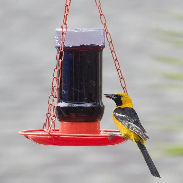 Oriole Jelly Feeder with a yellow and black bird perched on it. The feeder features an inverted jelly jar and four feeding ports.