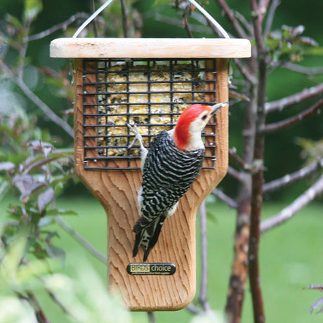 Tail Prop Suet Feeder: A red-bellied woodpecker perched on a cedar suet feeder, designed to support birds' tails while they eat.