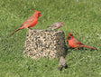 Duncraft Premium Jumbo Block on a stone, attracting various birds including a northern cardinal, ideal for ground feeding with fewer refills.