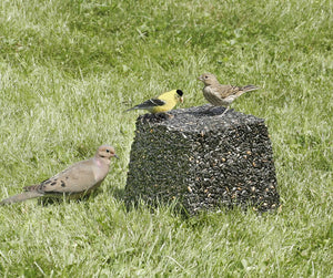 Duncraft Black Oil Jumbo Block on grass surrounded by birds, designed to attract ground-feeding birds with 100% black oil sunflower seeds.