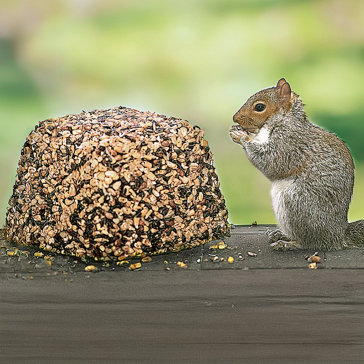 What to Feed Squirrels And Birds: Ultimate Guide for Safe Snacks