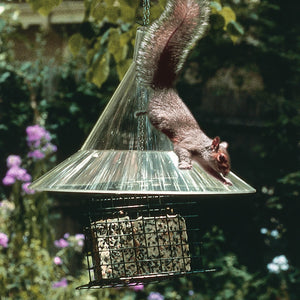 Arundale Squirrel Away Hanging Baffle: A squirrel attempts to access a bird feeder protected by a clear, 17-inch diameter baffle, preventing squirrel intrusion and shielding bird food.