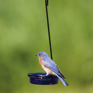 Hanging Glass Cup Feeder, Blue, with a bluebird perched, features two translucent orange glass dishes in a black metal holder for bird feeding.