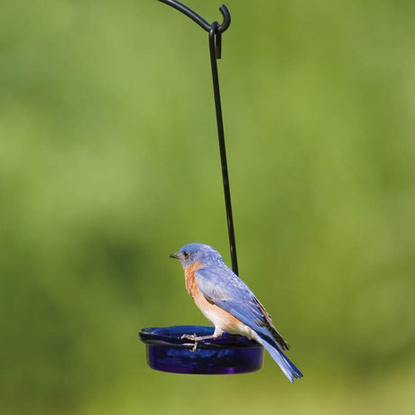 Bluebird perched on Glass Dish Feeder and Hanger, perfect for serving mealworms or jelly. The dish is removable for easy cleaning.