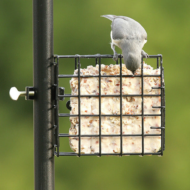 Pole Mount Suet Feeder with bird perched on wire grid, attached to a pole, designed to hold one suet cake for feeding birds.