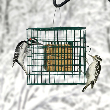 Duncraft Squirrel Proof Suet Sanctuary with tightly woven metal fencing, designed to deter squirrels while allowing birds like woodpeckers to enjoy suet cakes.