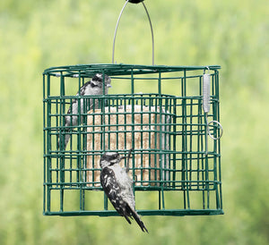 Duncraft Squirrel Proof Suet Sanctuary showing two birds feeding on suet cakes within a durable, tightly woven metal feeder designed to deter squirrels.