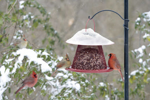 Cardinal No/No Feeder with birds on the wide tray and mesh, snow-covered roof, designed for easy refilling and attracting various bird species.