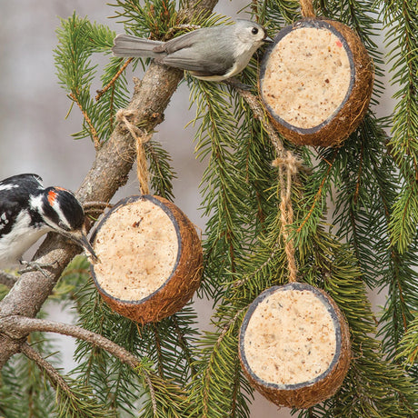 Coconut Suet Feeder, Set of 3: Birds perched on a tree branch eating from coconut shells filled with suet and millet seed.