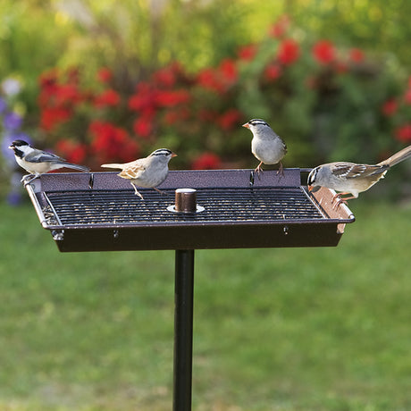 3 In 1 Platform Feeder with multiple birds perched on its metal grate, designed for hanging, pole-mounting, or ground use. Holds 6 lbs of seed.