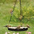 Mesh Platform Feeder with micro-mesh flooring, birds eating from it. Includes decorative gold-colored scrollwork and a 19-1/4 inch hanging chain.