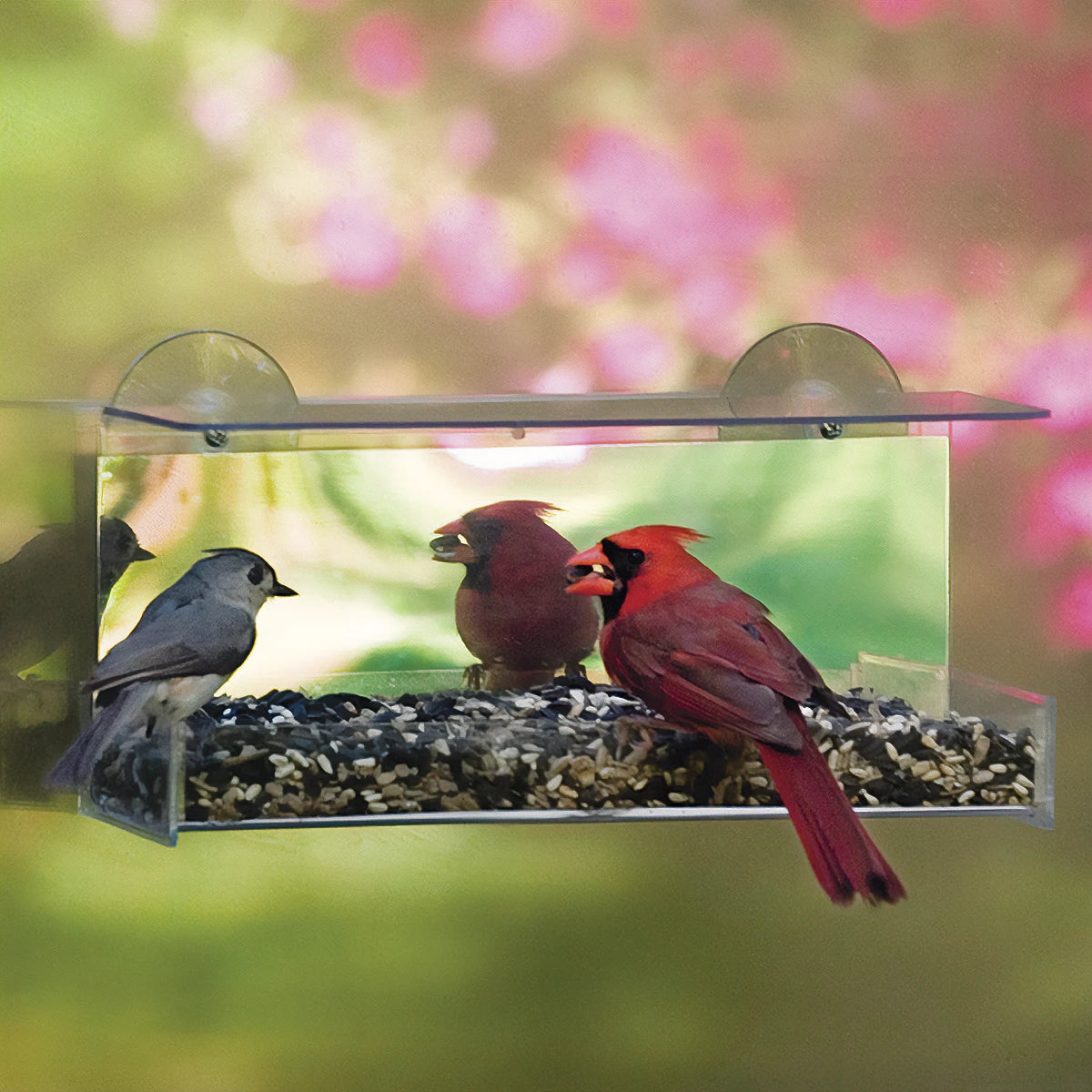 Duncraft Cardinal Mirrored Feeder with birds feeding undisturbed due to one-way mirror film, attached to a window with suction cups, featuring a clear plastic tray.