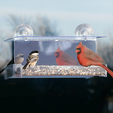 Duncraft Cardinal Mirrored Feeder: A red bird sits on a clear plastic bird feeder attached to a window, allowing close, undisturbed viewing through a one-way mirror film.