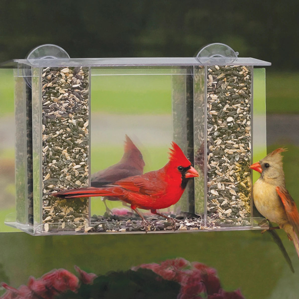 Duncraft Super Songbird Mirrored Feeder: A couple of birds eating from a clear plastic window-mounted bird feeder with two hoppers and a removable roof.